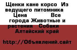 Щенки кане корсо! Из ведущего питомника! › Цена ­ 60 000 - Все города Животные и растения » Собаки   . Алтайский край